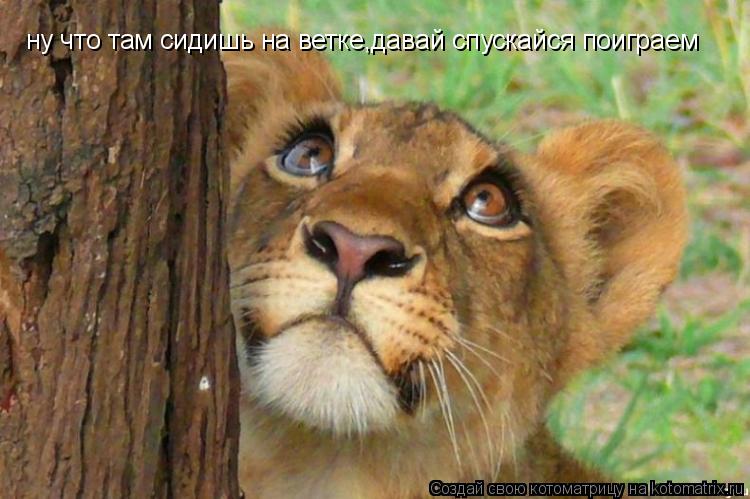 ну что там сидишь на ветке,давай спускайся поиграем... Котоматрица: ну что там сидишь на ветке,давай спускайся поиграем