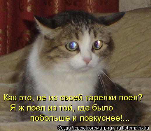 Котоматрица: Как это, не из своей тарелки поел? Я ж поел из той, где было  побольше и повкуснее!...