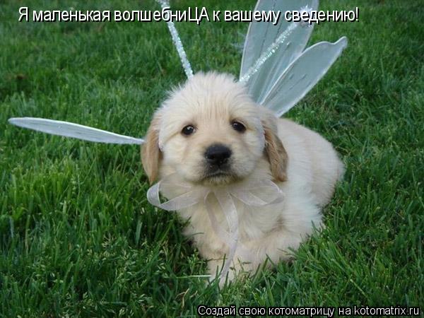 Я маленькая волшебниЦА к вашему сведению!... Котоматрица: Я маленькая волшебниЦА к вашему сведению!