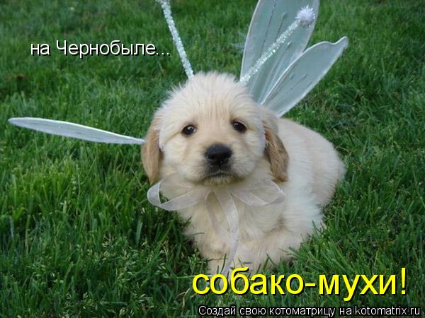 на Чернобыле... собако-мухи!... Котоматрица: на Чернобыле... собако-мухи!