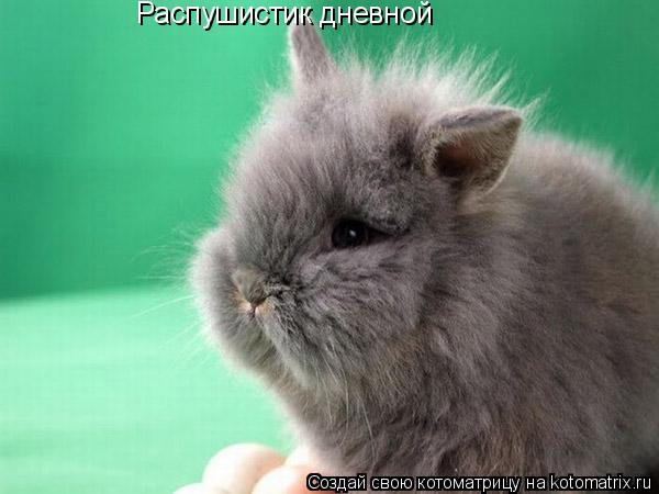 Распушистик дневной... Котоматрица: Распушистик дневной