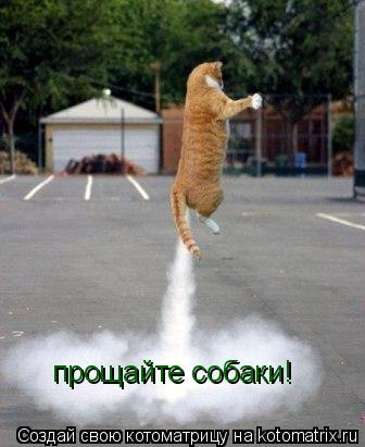 прощайте собаки!... Котоматрица: прощайте собаки!