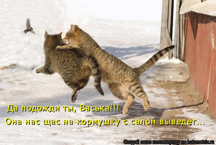 Котоматрица: Да подожди ты, Васька!!! Она нас щас на кормушку с салом выведет...