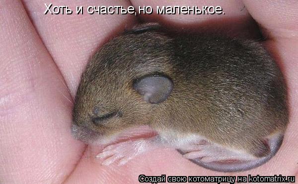Хоть и счастье,но маленькое.... Котоматрица: Хоть и счастье,но маленькое.