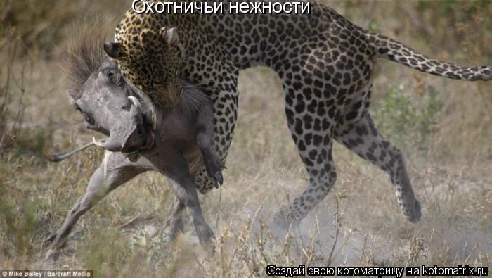Охотничьи нежности... Котоматрица: Охотничьи нежности