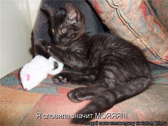 Я словила,значит МОЯЯЯ!!!... Котоматрица: Я словила,значит МОЯЯЯ!!!