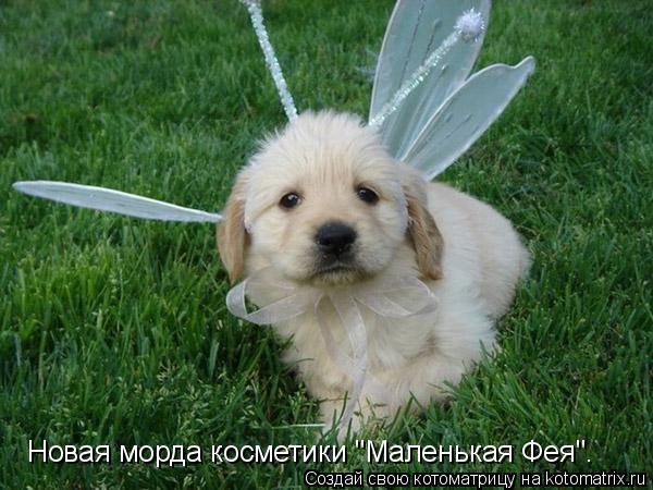 Новая морда косметики "Маленькая Фея".... Котоматрица: Новая морда косметики "Маленькая Фея".