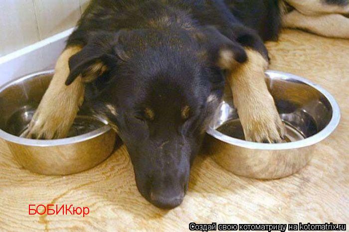 БОБИКюр... Котоматрица: БОБИКюр