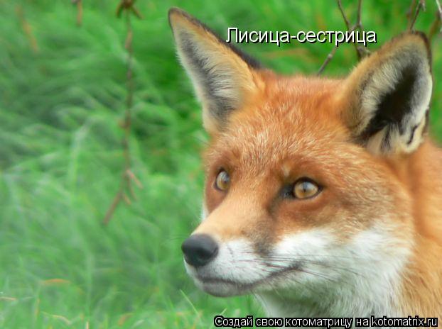 Лисица-сестрица... Котоматрица: Лисица-сестрица