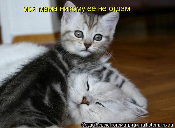 моя мама никому её не отдам... Котоматрица: моя мама никому её не отдам