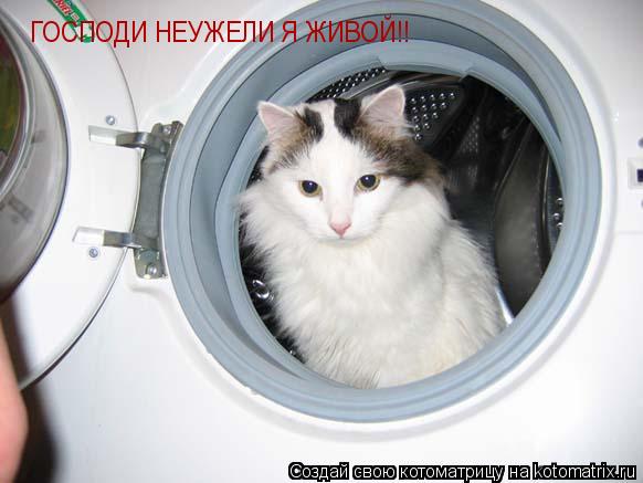 Котоматрица: ГОСПОДИ НЕУЖЕЛИ Я ЖИВОЙ!!