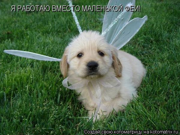 Котоматрица: Я РАБОТАЮ ВМЕСТО МАЛЕНЬКОЙ ФЕИ! Я РАБОТАЮ ВМЕСТО МАЛЕНЬКОЙ ФЕИ!