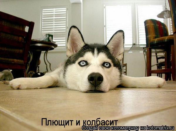 Котоматрица: Плющит и колбасит