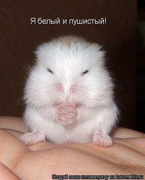 Котоматрица: Я белый и пушистый!