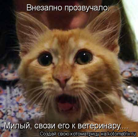 Котоматрица: Внезапно прозвучало:  Внезапно прозвучало:  Милый, свози его к ветеринару....