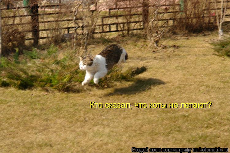 Котоматрица: Кто сказал, что коты не летают?