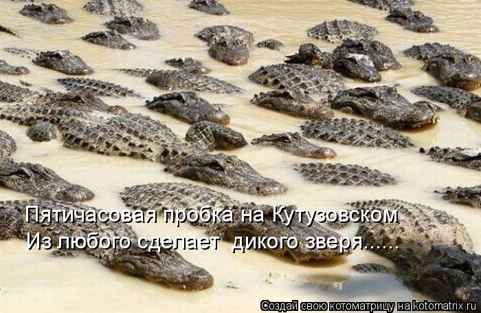 Пятичасовая пробка на Кутузовском Из любого сделает дикого зверя......... Котоматрица: Пятичасовая пробка на Кутузовском Из любого сделает дикого зверя......