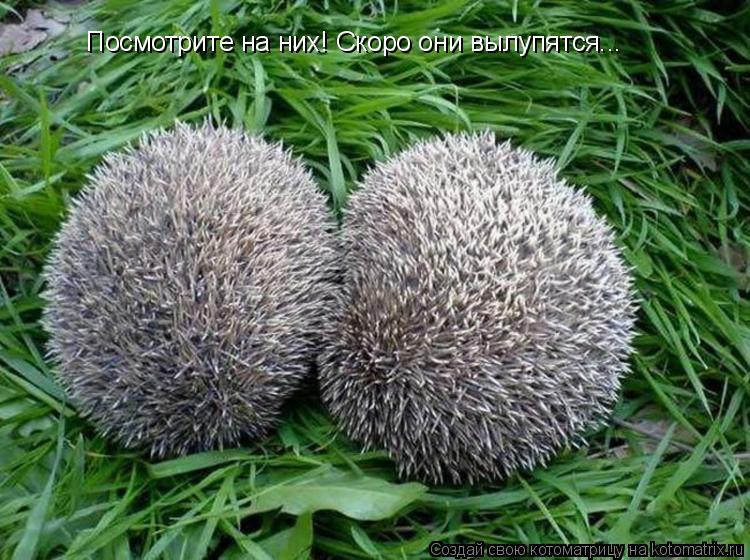 Котоматрица: Посмотрите на них! Скоро они вылупятся...