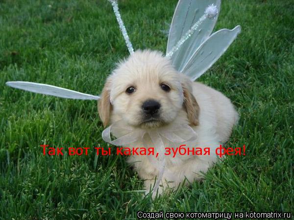 Котоматрица: Так вот ты какая, зубная фея!