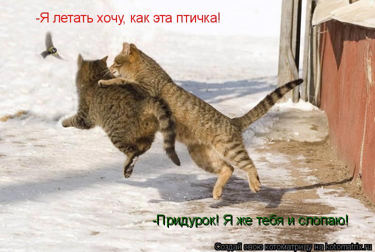 Котоматрица: -Я летать хочу, как эта птичка! -Придурок! Я же тебя и слопаю!