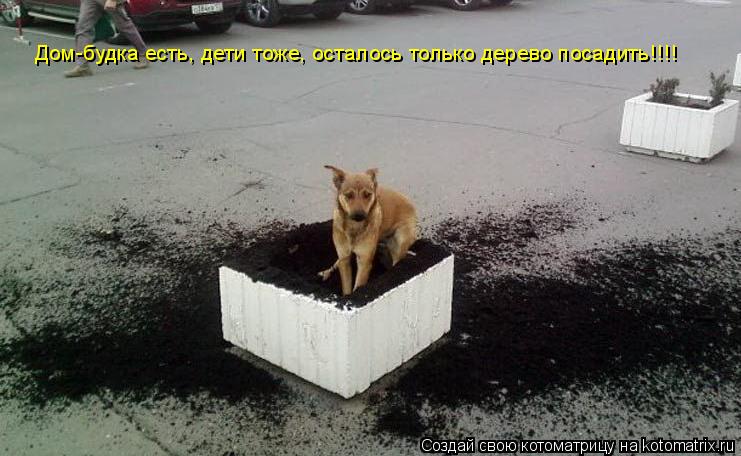 Котоматрица: Дом-будка есть, дети тоже, осталось только дерево посадить!!!!