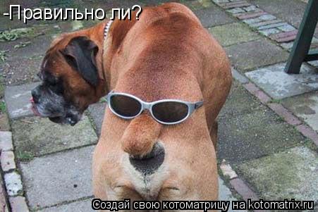-Правильно ли?... Котоматрица: -Правильно ли?