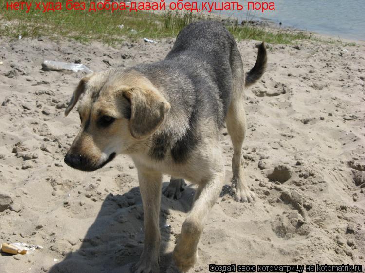 нету худа без добра-давай обед,кушать пора... Котоматрица: нету худа без добра-давай обед,кушать пора