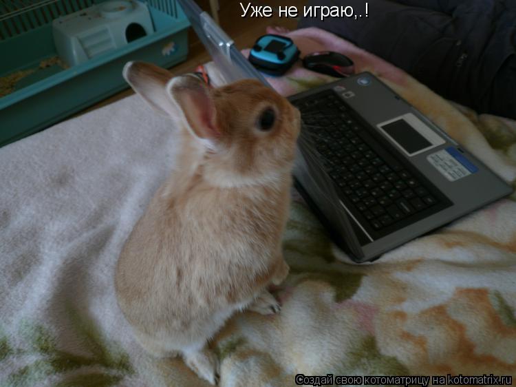 Уже не играю,.!... Котоматрица: Уже не играю,.!