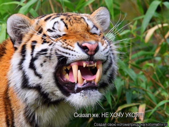 Сказал же: НЕ ХОЧУ УКОЛ!!!... Котоматрица: Сказал же: НЕ ХОЧУ УКОЛ!!!