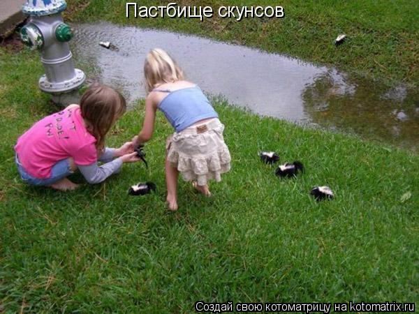 Пастбище скунсов... Котоматрица: Пастбище скунсов