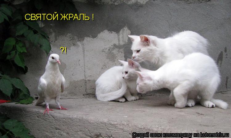 Котоматрица: СВЯТОЙ ЖРАЛЬ !  ?!