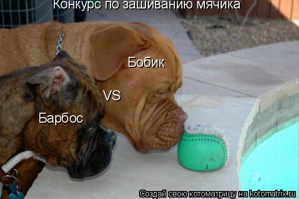 Котоматрица: Конкурс по зашиванию мячика Бобик  VS Барбос