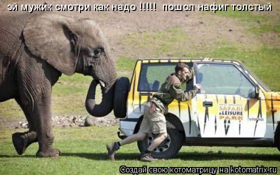 Котоматрица: эй мужик смотри как надо !!!!!  пошол нафиг толстый