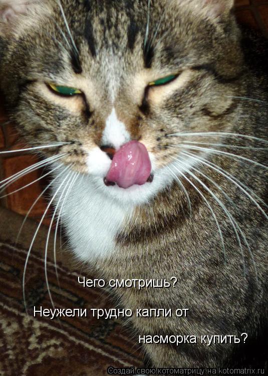 Котоматрица: Чего смотришь?  Неужели трудно капли от  насморка купить?