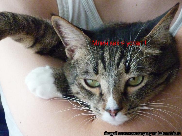 Котоматрица: Млин как я устал !
