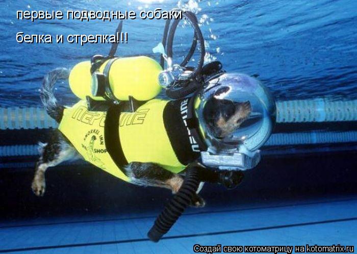 первые подводные собаки: белка и стрелка!!!... Котоматрица: первые подводные собаки: белка и стрелка!!!