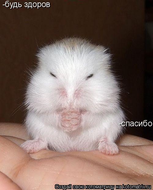 Котоматрица: -будь здоров -спасибо!