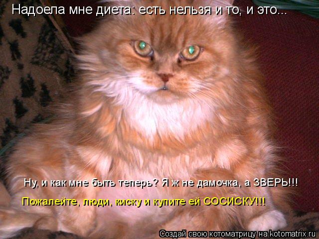 Котоматрица: Надоела мне диета: есть нельзя и то, и это... Надоела мне диета: есть нельзя и то, и это... Ну, и как мне быть теперь? Я ж не дамочка, а ЗВЕРЬ!!! Пожа