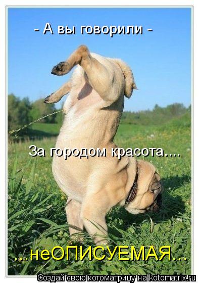 За городом красота.... - А вы говорили - ...неОПИСУЕМАЯ...... Котоматрица: За городом красота.... - А вы говорили - ...неОПИСУЕМАЯ...