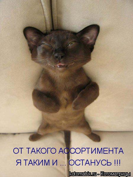 Котоматрица: ОТ ТАКОГО АССОРТИМЕНТА Я ТАКИМ И ... ОСТАНУСЬ !!!