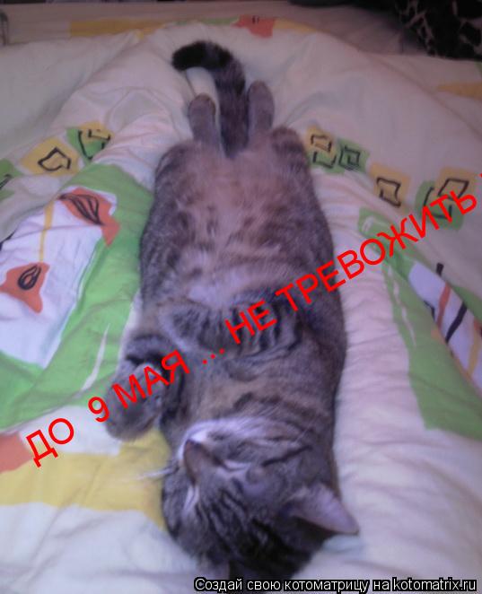 Котоматрица: ДО  9 МАЯ ... НЕ ТРЕВОЖИТЬ !!!