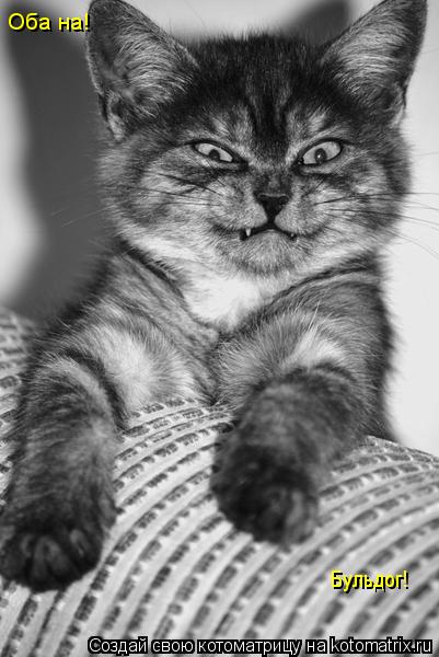 Котоматрица: Оба на! Бульдог!