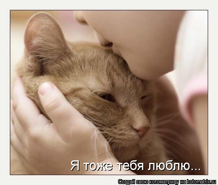 Я тоже тебя люблю...... Котоматрица: Я тоже тебя люблю...