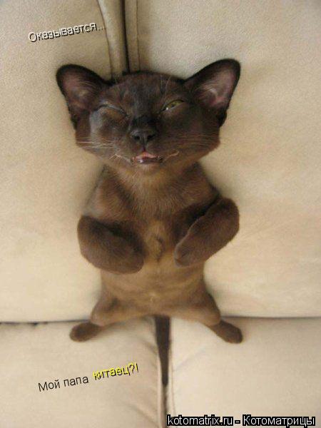 Оказывается... Мой папа китаец?!... Котоматрица: Оказывается... Мой папа китаец?!