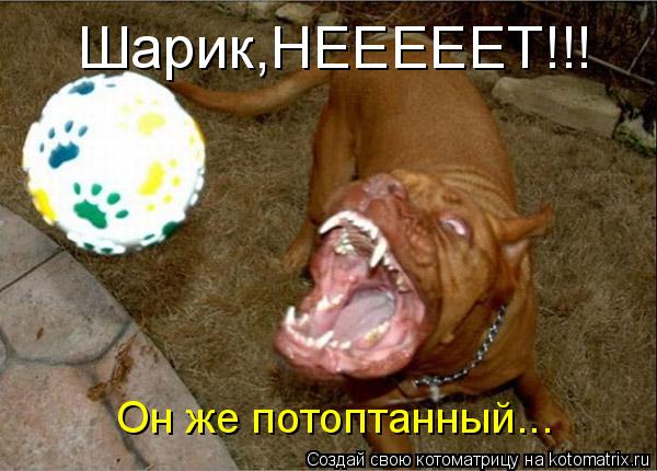 Шарик,НЕЕЕЕЕТ!!! Он же потоптанный...... Котоматрица: Шарик,НЕЕЕЕЕТ!!! Он же потоптанный...
