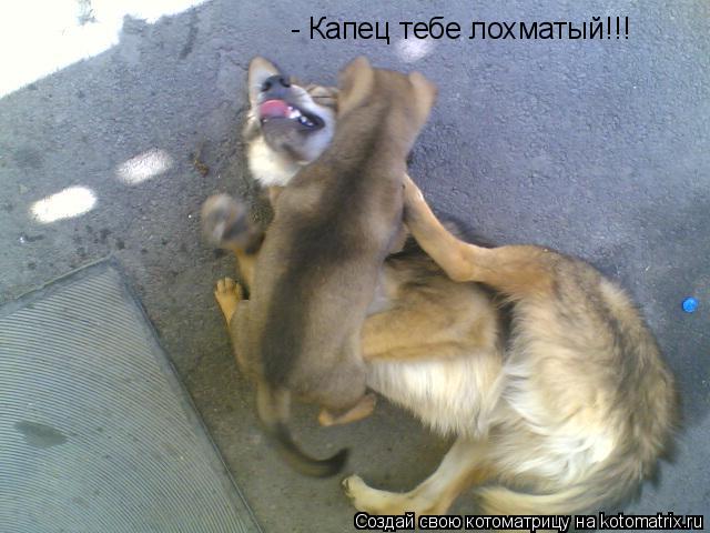 - Капец тебе лохматый!!!... Котоматрица: - Капец тебе лохматый!!!