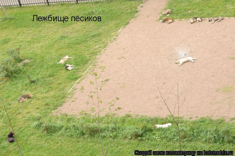 Лежбище пёсиков... Котоматрица: Лежбище пёсиков
