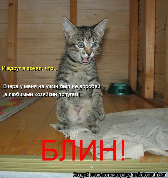 Вчера у меня на ужин был не воробей ,а любимый хозяйкин попугай! И вдруг я понял, что... БЛИН!... Котоматрица: Вчера у меня на ужин был не воробей ,а любимый хозяйкин попугай! И вдруг я понял, что... БЛИН!