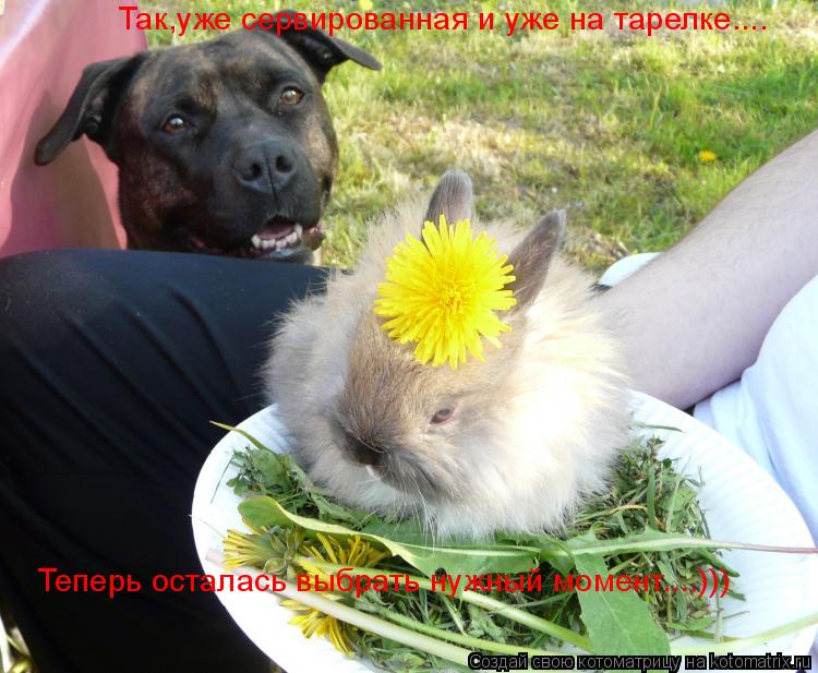 Теперь осталась выбрать нужный момент....))) Так,уже сервированная и уже на тарелке....... Котоматрица: Теперь осталась выбрать нужный момент....))) Так,уже сервированная и уже на тарелке....