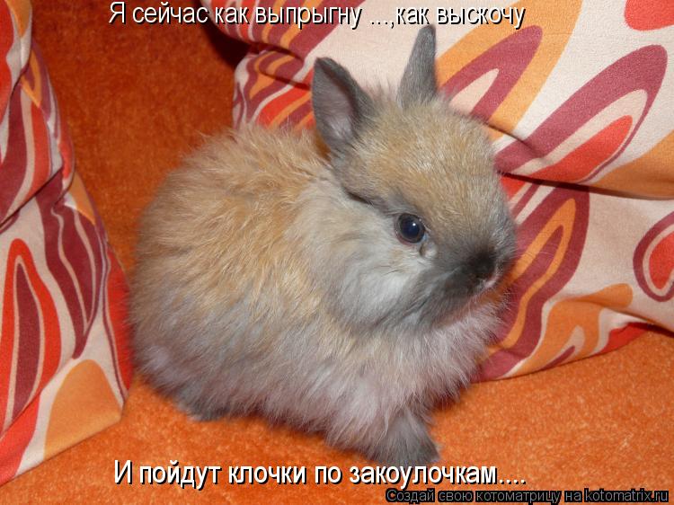 Я сейчас как выпрыгну ...,как выскочу И пойдут клочки по закоулочкам....... Котоматрица: Я сейчас как выпрыгну ...,как выскочу И пойдут клочки по закоулочкам....